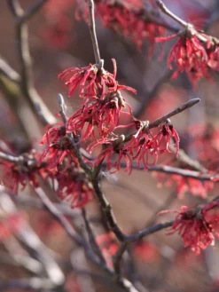 Hamamelis Intermedia 'Ruby Glow', Zaubernuss