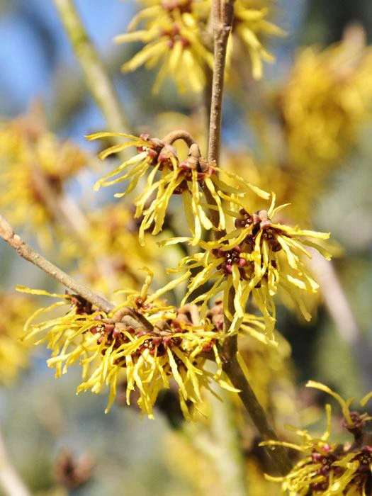 Hamamelis Mollis, Chinesiche Zaubernuss 1 Hamamelis Mollis, Chinesiche Zaubernuss