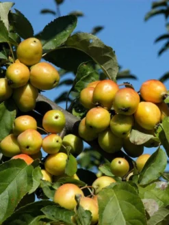 Malus 'Golden Hornet', Gelber Zierapfel