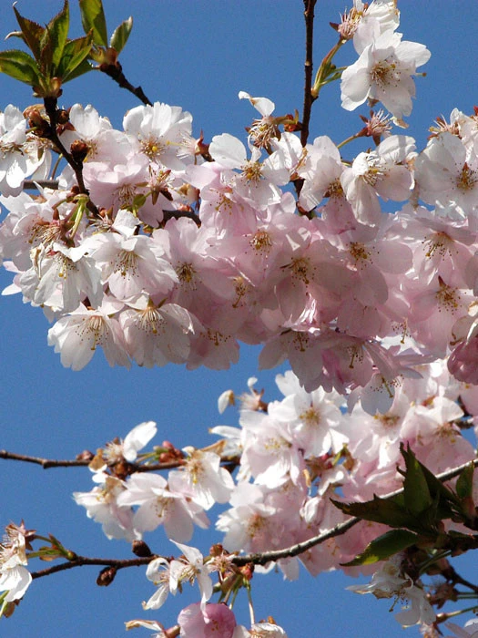 Prunus Subhirtella 'Accolade', Frühe Zierkirsche - Hochstamm 1 Prunus Subhirtella 'Accolade', Frühe Zierkirsche - Hochstamm