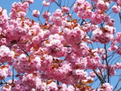 Prunus Serrulata 'Kanzan', Japanische Nelkenkirsche - Hochstamm -Gartenbedarfs Geschäft zierkirsche kanzan 1280x1280