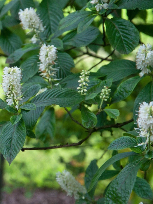 Clethra Alnifolia, Zimterle, Scheineller 3 Clethra Alnifolia, Zimterle, Scheineller – Bild 3