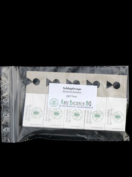Schlupfwespe (Art.Nr. KB3056) 4 Schlupfwespe (Art.Nr. KB3056) – Bild 4