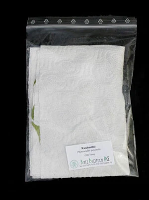 Phytoseiulus-Raubmilbe (Art.Nr. KB4480) 3 Phytoseiulus-Raubmilbe (Art.Nr. KB4480) – Bild 3