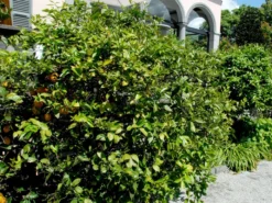 Citrus Limonum, Zitronenpflanze 6 Citrus Limonum, Zitronenpflanze -Gartenbedarfs Geschäft zitronenpflanze 1280x1280