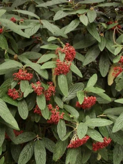 Viburnum Rhytidophyllum, Immergrüner Zungenschneeball -Gartenbedarfs Geschäft zungenschneeball pflanze 1280x1280