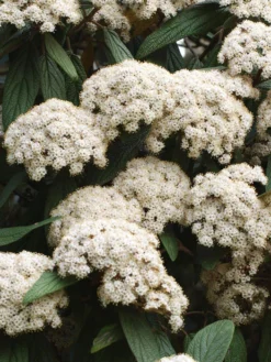 Viburnum Rhytidophyllum, Immergrüner Zungenschneeball