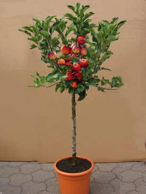 Zwergapfel 'Croquella' ®, Malus 'Croquella' 1 Zwergapfel 'Croquella' ®, Malus 'Croquella'