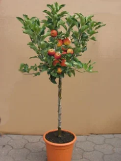 Zwergapfel GALINA, Malus Sylvestris 'Galina'