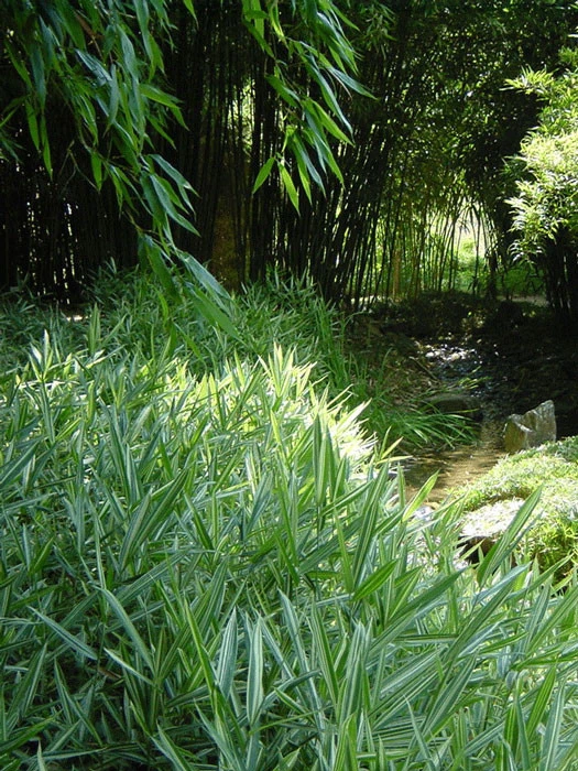 Pleioblastus Shibuyanus (variegatus) 'Tsuboi', Buntblättriger Zwergbambus 1 Pleioblastus Shibuyanus (variegatus) 'Tsuboi', Buntblättriger Zwergbambus