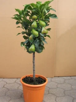 Zwergbirne 'Garden Beauty' ®, Pyrus Communis 'Garden Beauty'