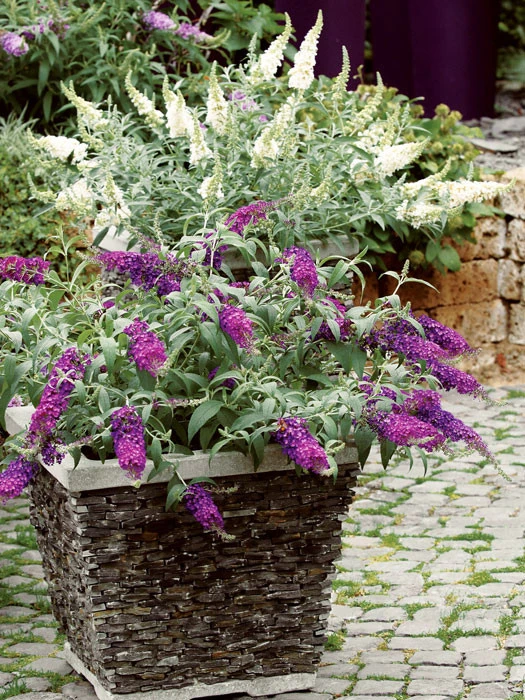 Buddleja Buzz-Hybride 'Velvet', Zwerg-Sommerflieder 2 Buddleja Buzz-Hybride 'Velvet', Zwerg-Sommerflieder – Bild 2