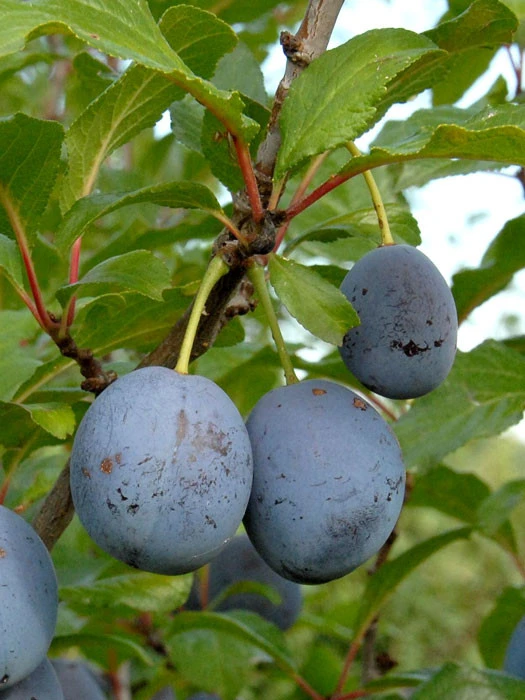 Zwetsche Hanita 1 Zwetsche Hanita