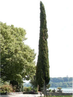 Cupressus Sempervirens 'Totem', Toscana-Zypresse -Gartenbedarfs Geschäft zypresse mediterran baum 1280x1280